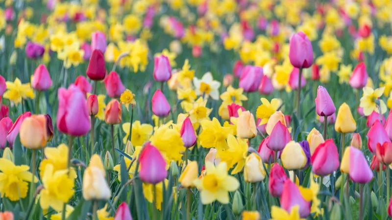 1677234580480,tulpen-fruehblueher-blumen-fruehling-100~_v-16x9@2dL_-6c42aff4e68b43c7868c3240d3ebfa29867457da